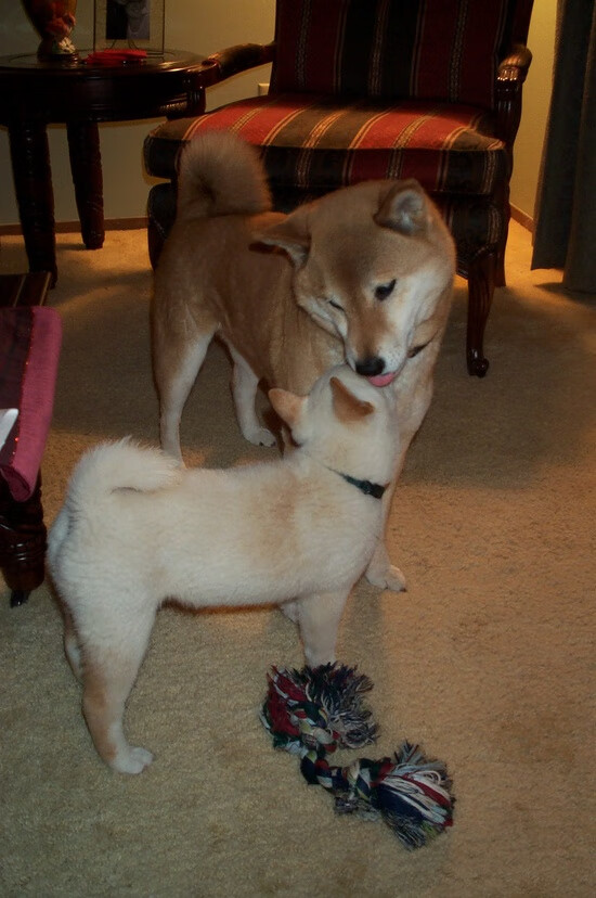 KAIYUNAPP-中国足球青训教练实战能力培养提速，中国足球青训队员年龄是多少岁