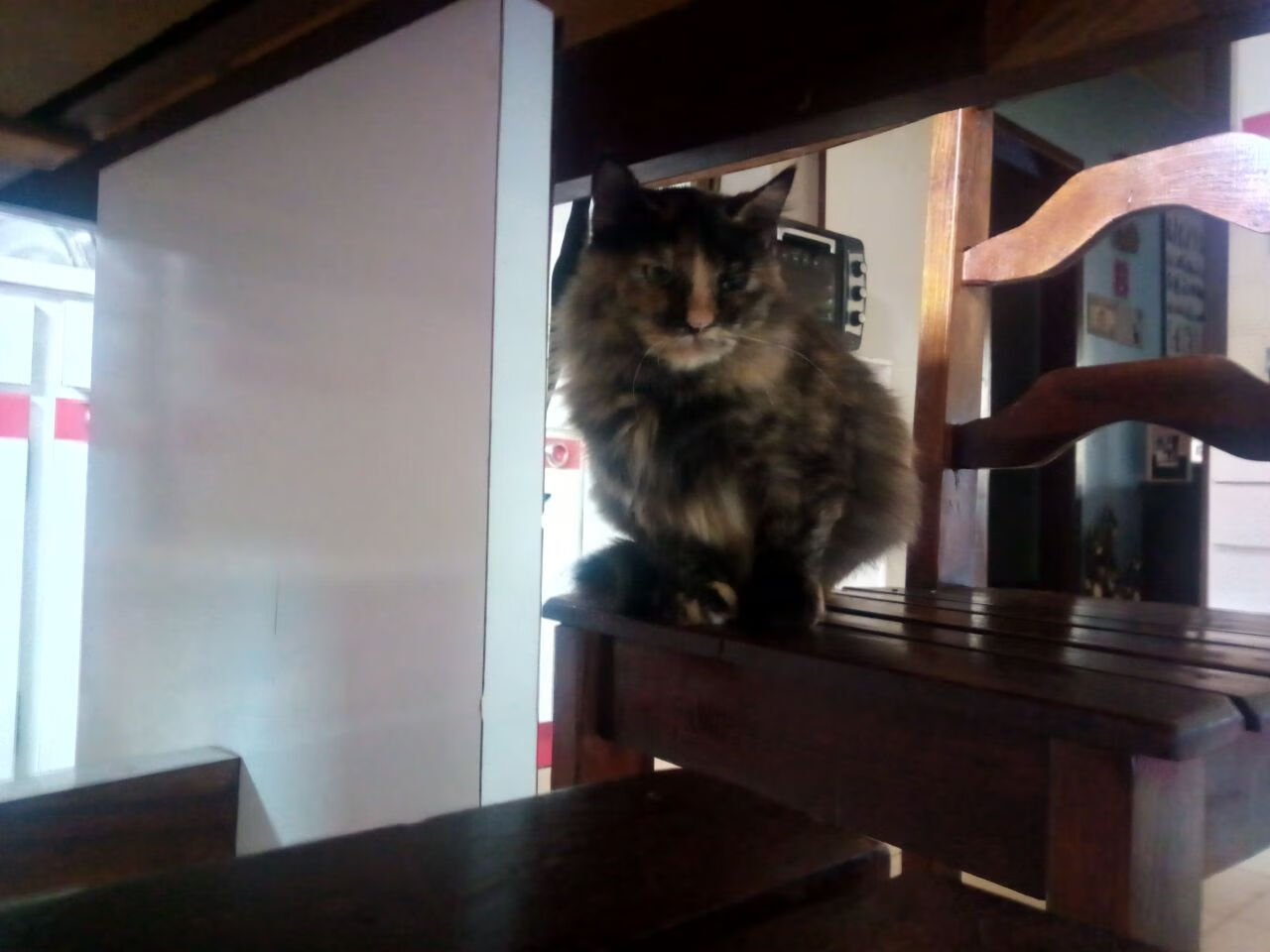 南非青训系统逐步完善，全球橄榄球选手新摇篮，南非橄榄球队员