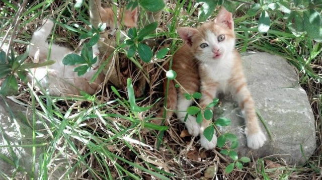 kaiyun 开云体育-塞维利亚延续佳绩，争夺西甲欧战资格